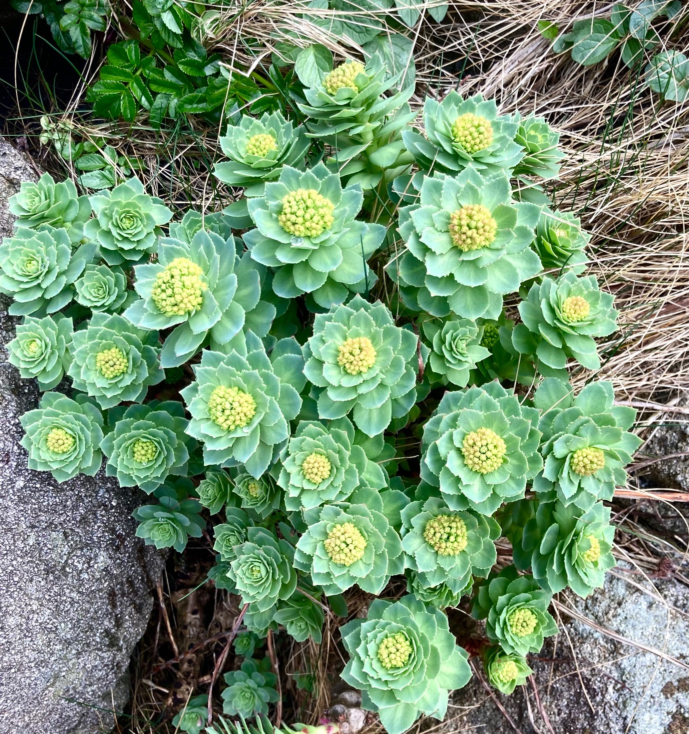 Webinar, Opptak: urter fra folkemedisinen brukt som støtte til nervesystemet