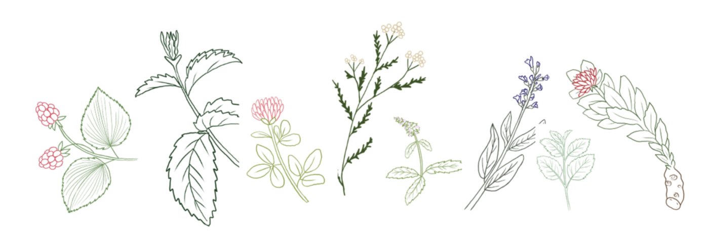 Naturlig støtte gjennom overgangsalderen – opptak av webinar