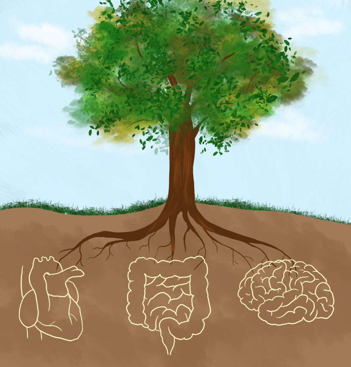 Fra tarm til hjerne, hud, hjerte, lunger m.m.